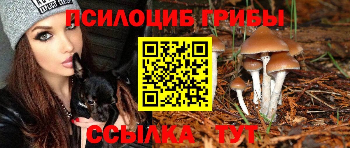 Галлюциногенные грибы Psilocybine cubensis Нефтекумск